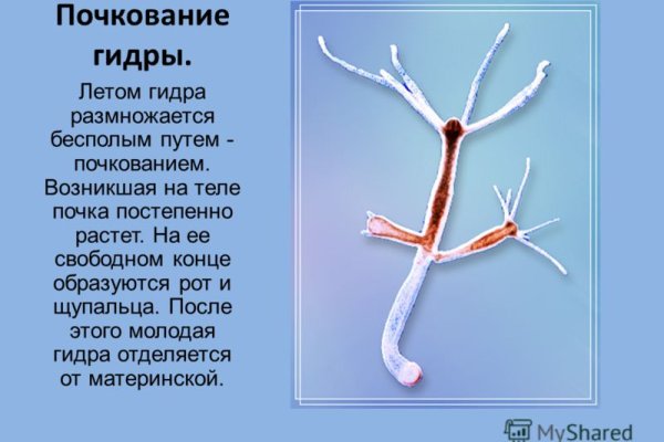Сайт кракен 24