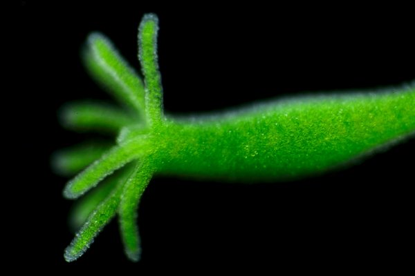 Список луковых tor сайтов