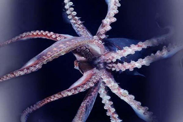 Kraken актуальное